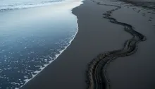 Shell Yeah! Your Insider Guide to Turtle Nesting in Jaco (and Nearby)