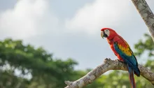 Beyond the Beach: A Jaco Bird Watching Guide to Costa Rica's Feathered Wonders