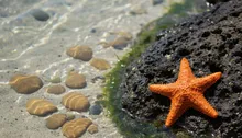 Jaco Kid-Friendly Attractions: Where Little Adventurers Find Their Happy Place