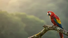 Framing Paradise: Your Insider's Guide to Wildlife Photography Tours in Jaco, Costa Rica