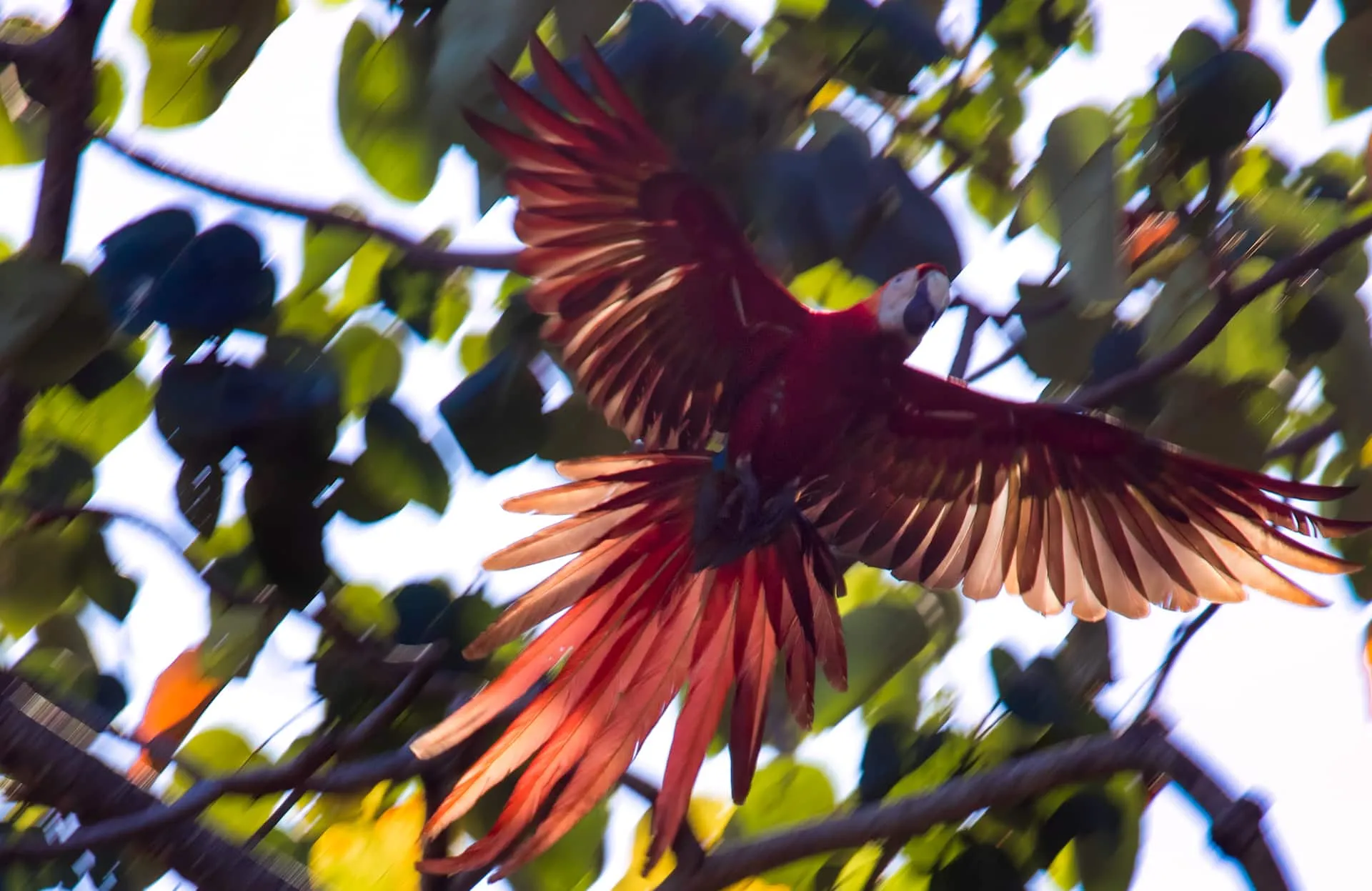 Scarlet macaw in flight at the south end of Jacó Beach.