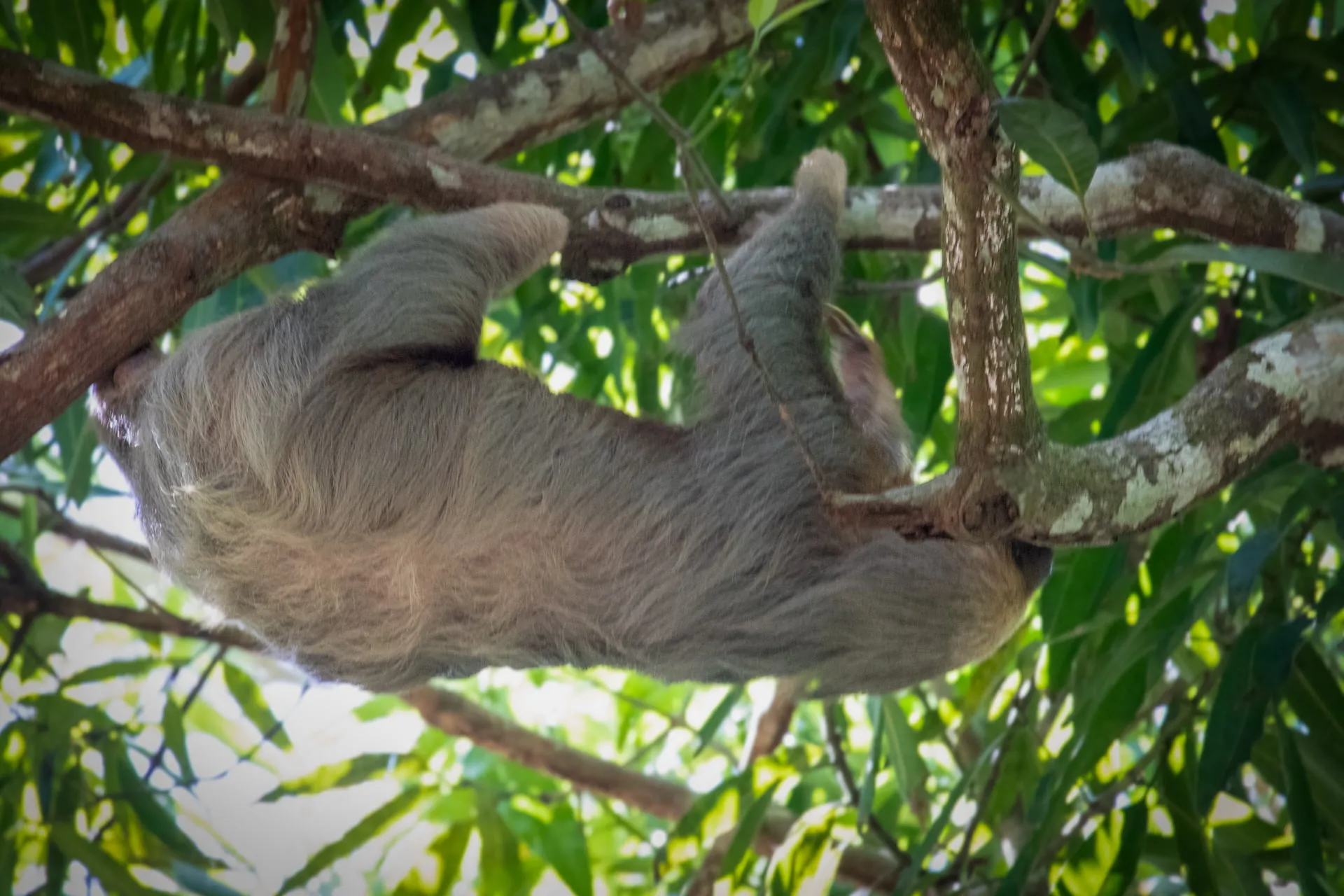 A sloth resting in the trees at the north end of Jacó Beach.